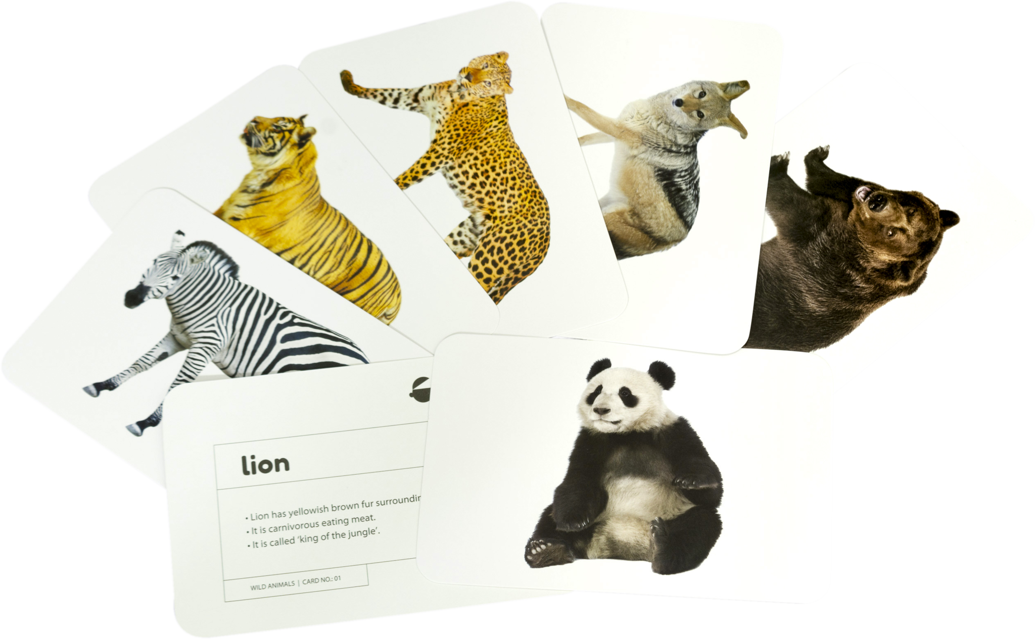 wild animals flashcards - Hungry Brain