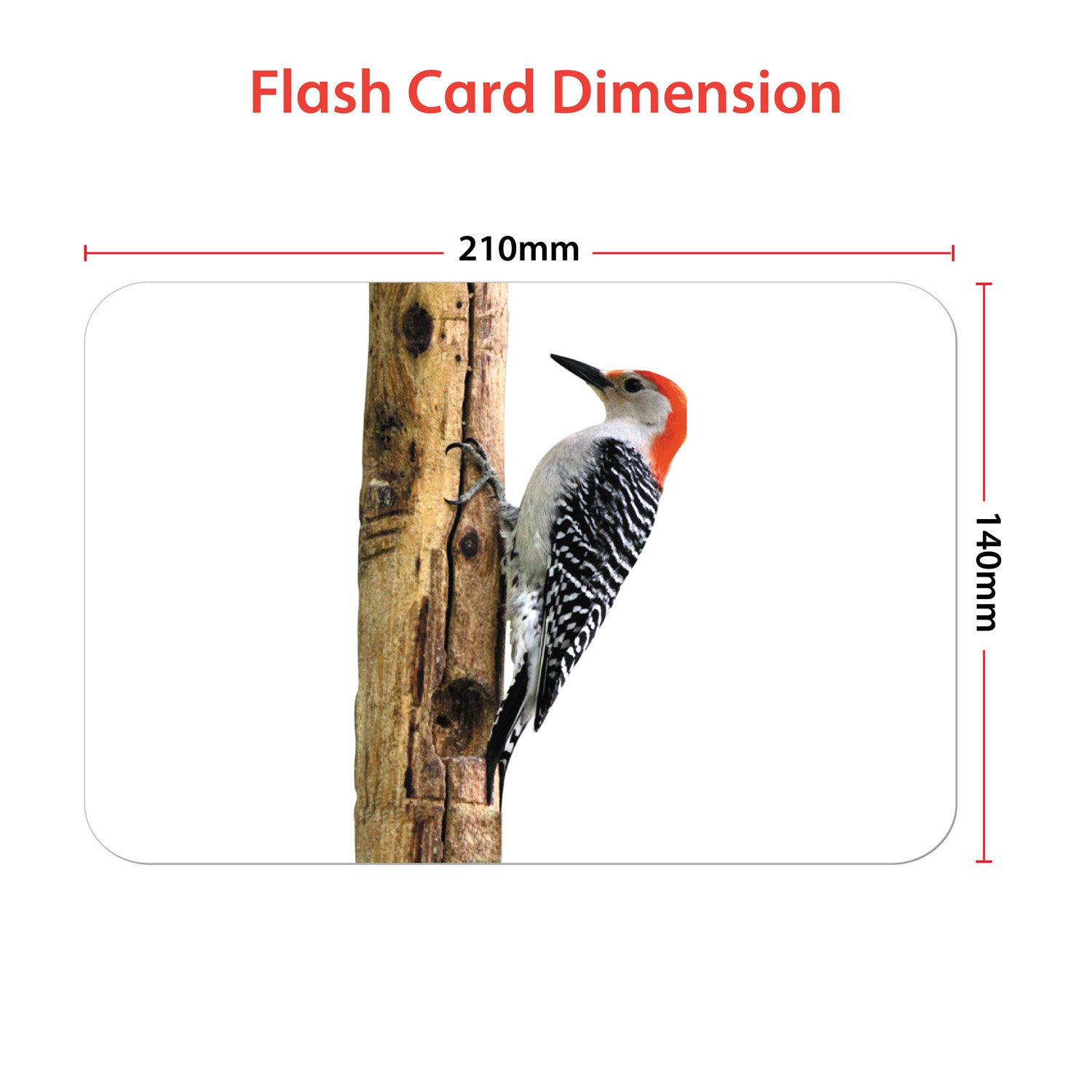 birds flashcards - Hungry Brain