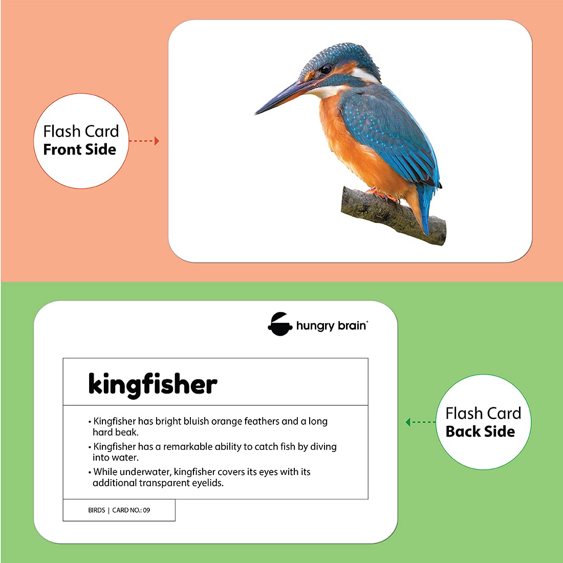 birds flashcards - Hungry Brain