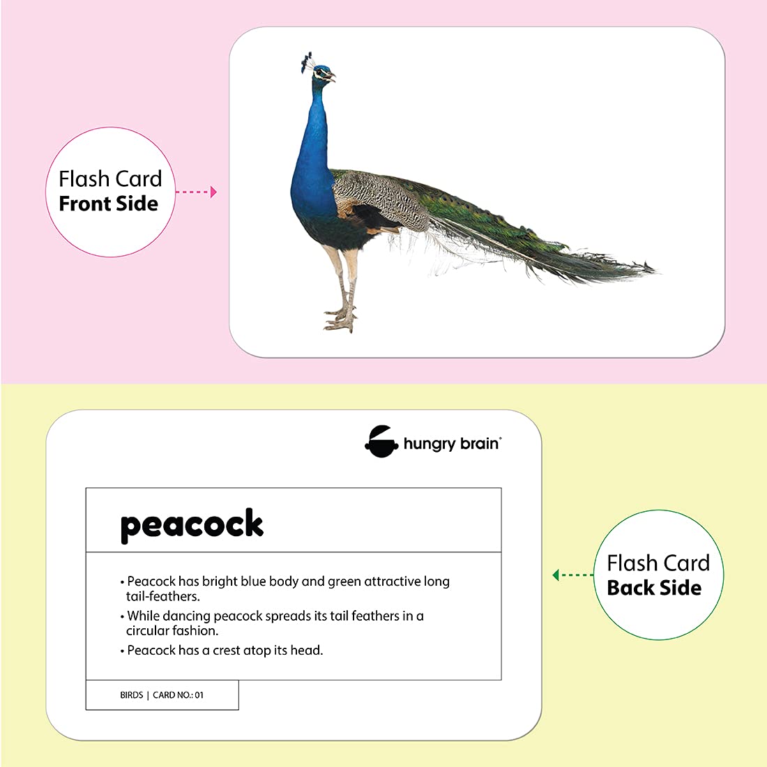 birds flashcards - Hungry Brain