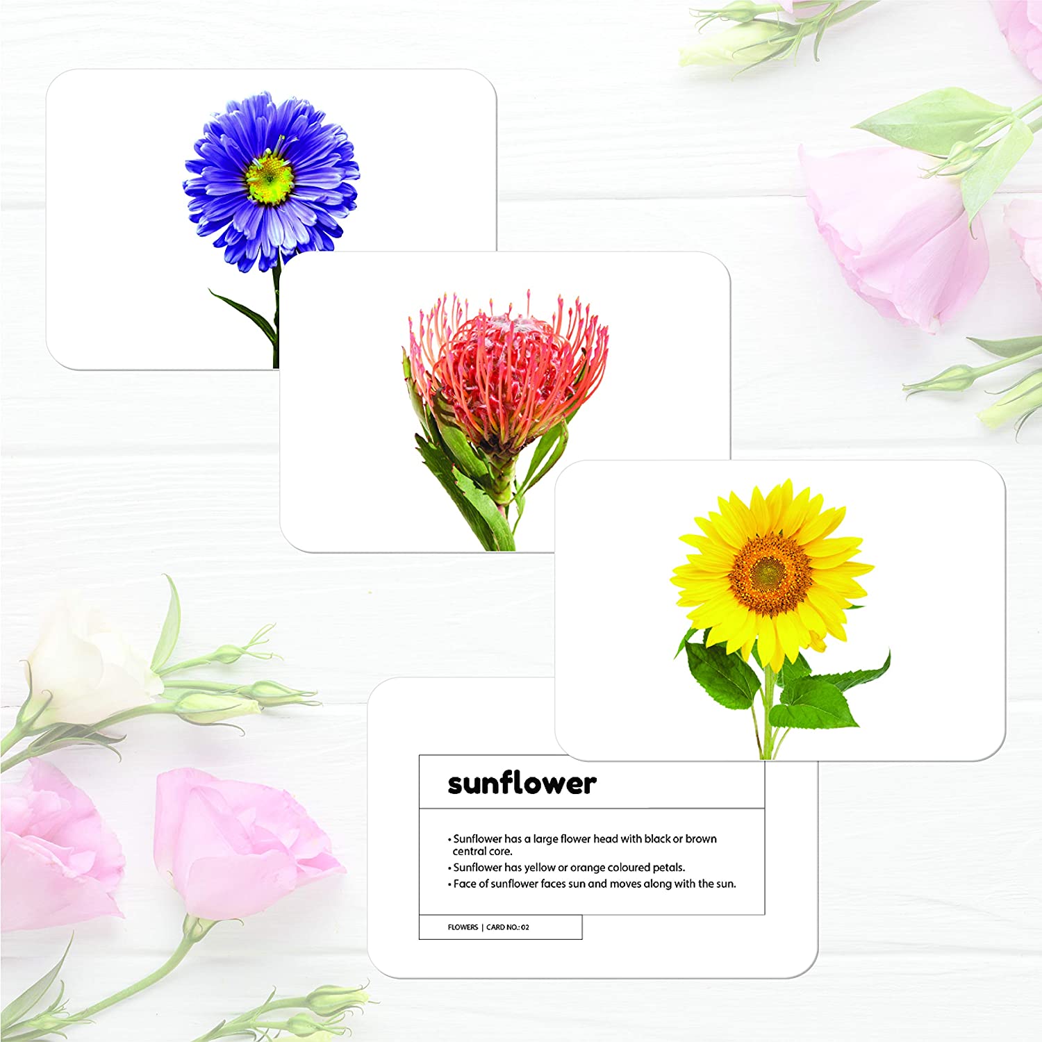 flowers flashcards - Hungry Brain