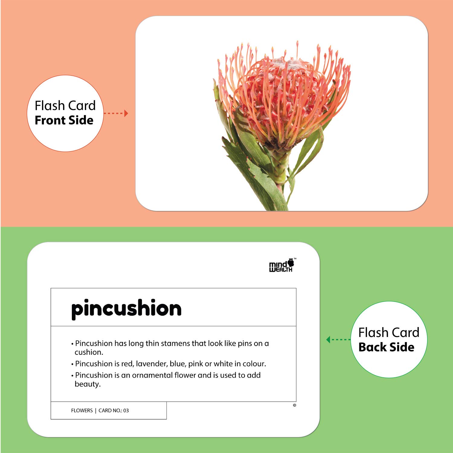 flowers flashcards - Hungry Brain