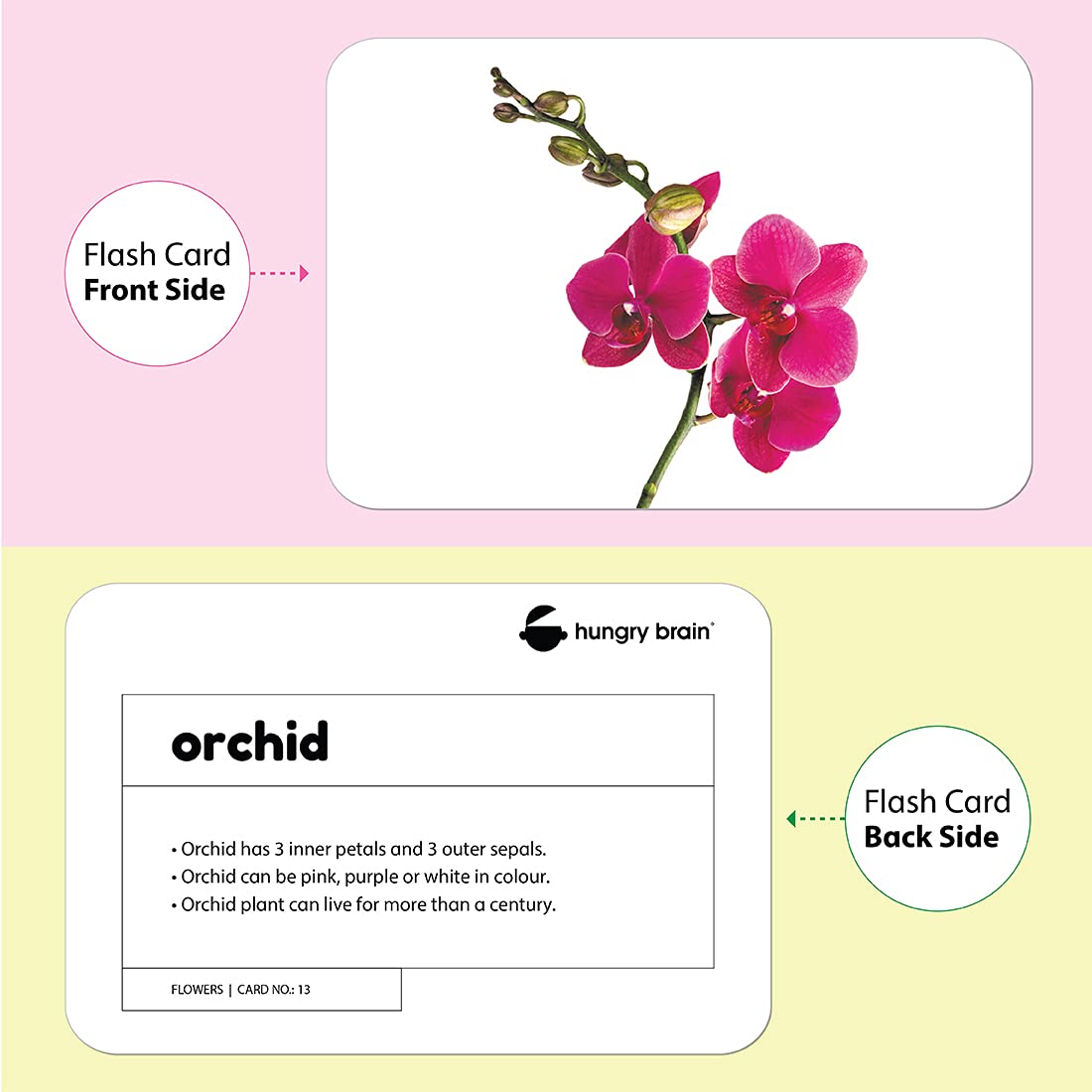 flowers flashcards - Hungry Brain