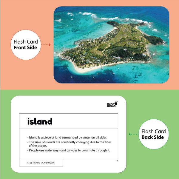 Still Nature - Flash Cards - Hungry Brain - Image 3