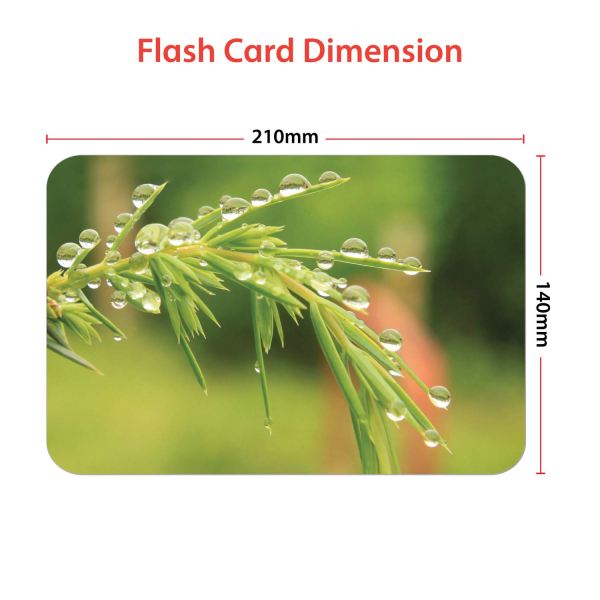 Still Nature - Flash Cards - Hungry Brain - Image 4