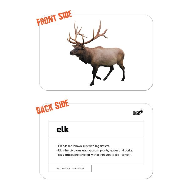 wild animals flashcards - Hungry Brain