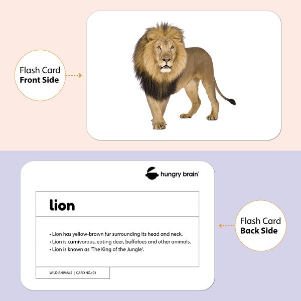 wild animals flashcards - Hungry Brain