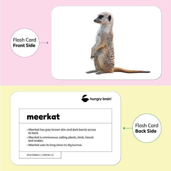 wild animals flashcards - Hungry Brain