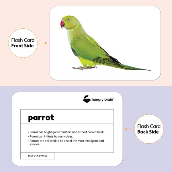 birds flashcards - Hungry Brain