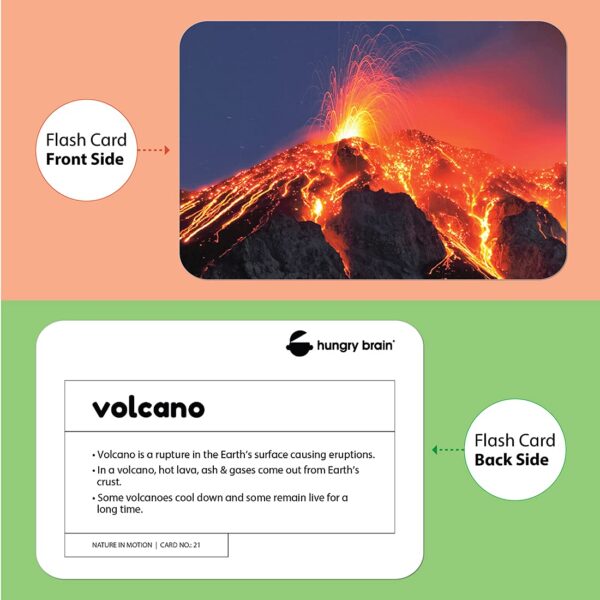 nature in motion flashcards - Hungry brain