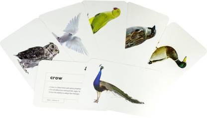 birds flashcards - Hungry Brain