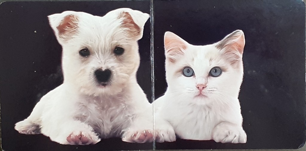 Baby sees baby animals