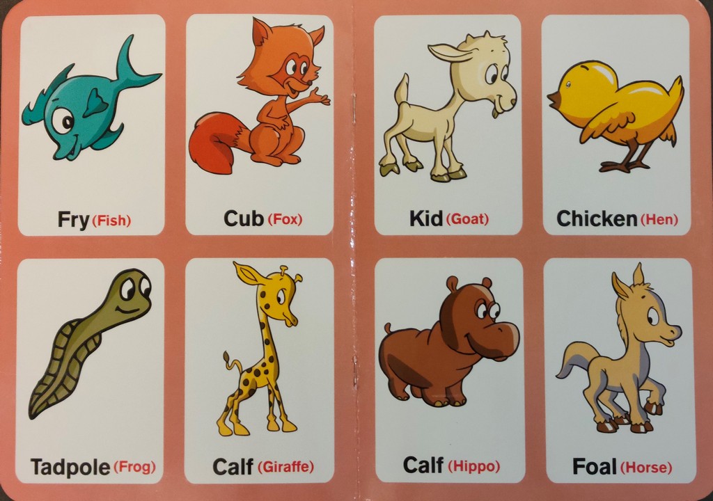 Preschool-Picture-Library-Baby-Animals