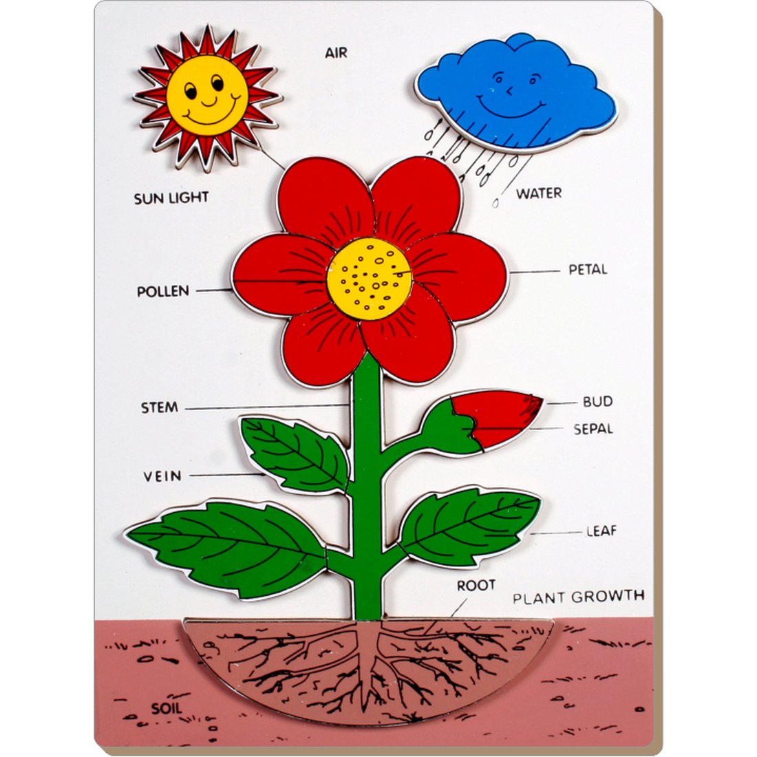 Plant Growth Identification Tray - Little Genius