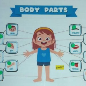 Body Parts identification tray