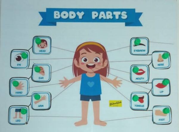 Body Parts identification tray