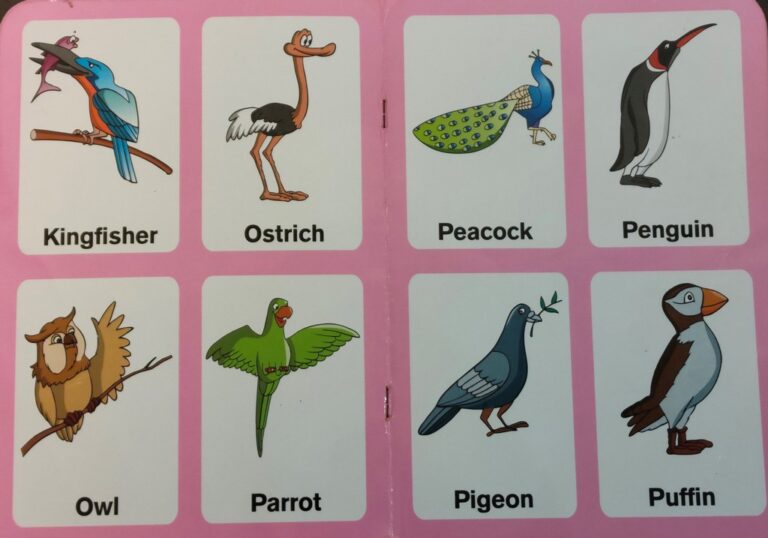 Preschool-Picture-Library-Birds