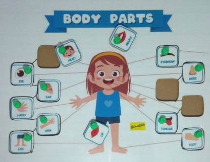 Body Parts identification tray