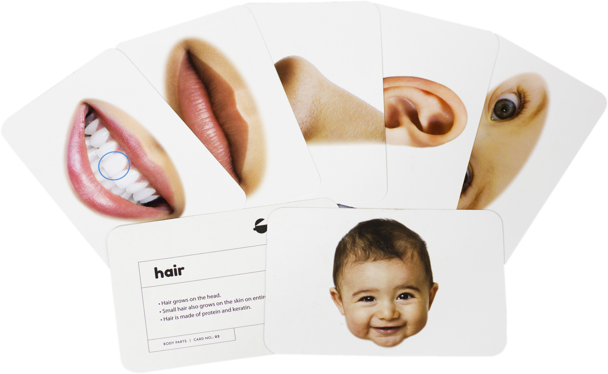 Parts Of The Body - Flash Cards - Krazy - Image 2