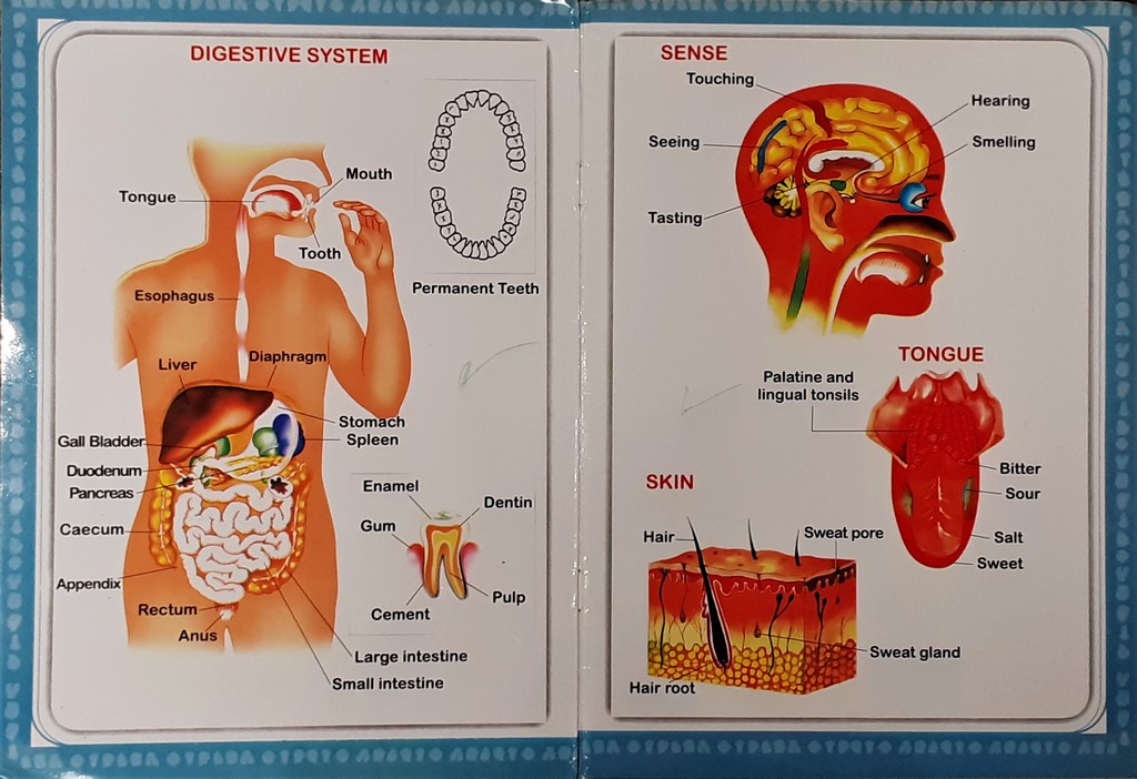 Know your Human Body