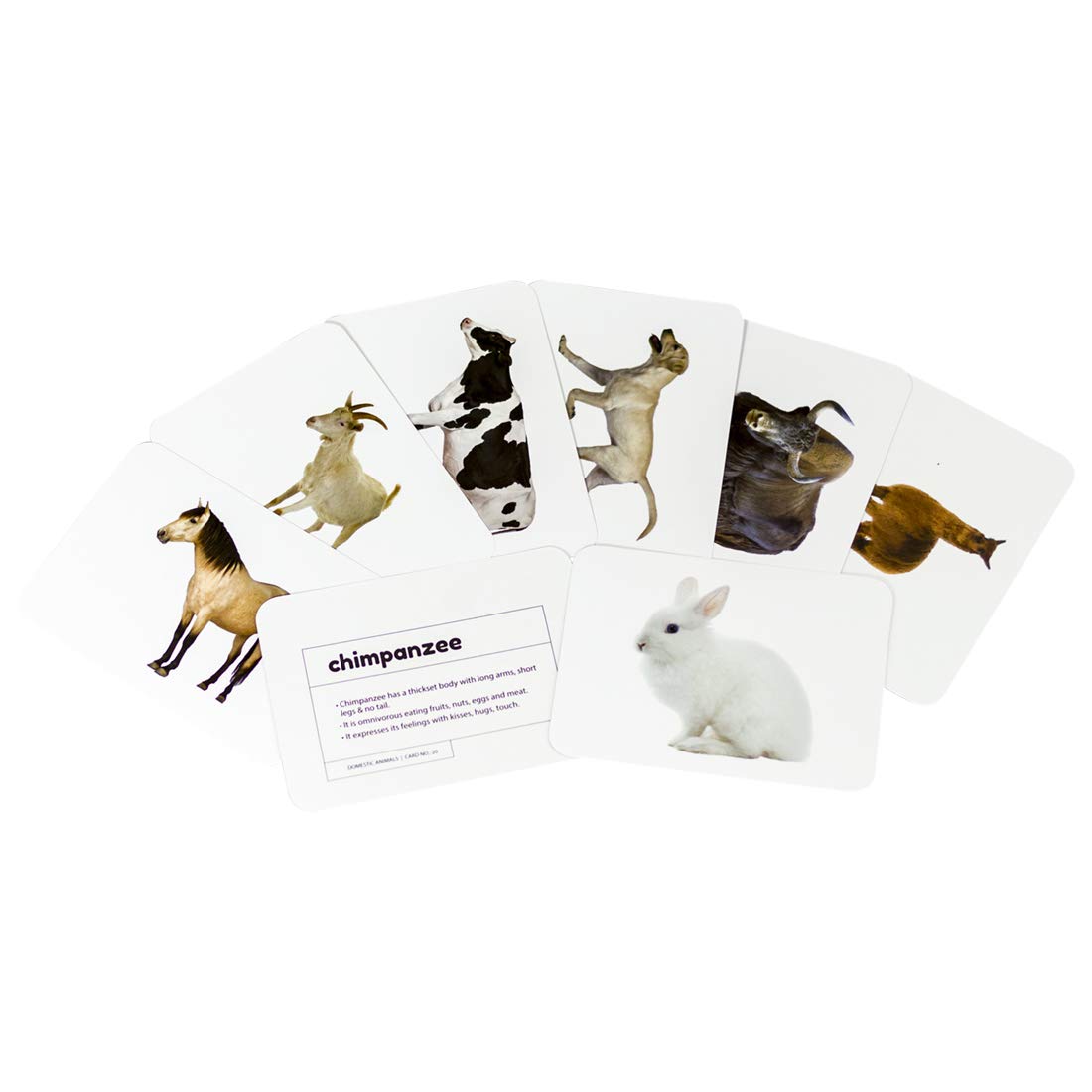 Domestic Animals - Mini Flash Cards - Krazy