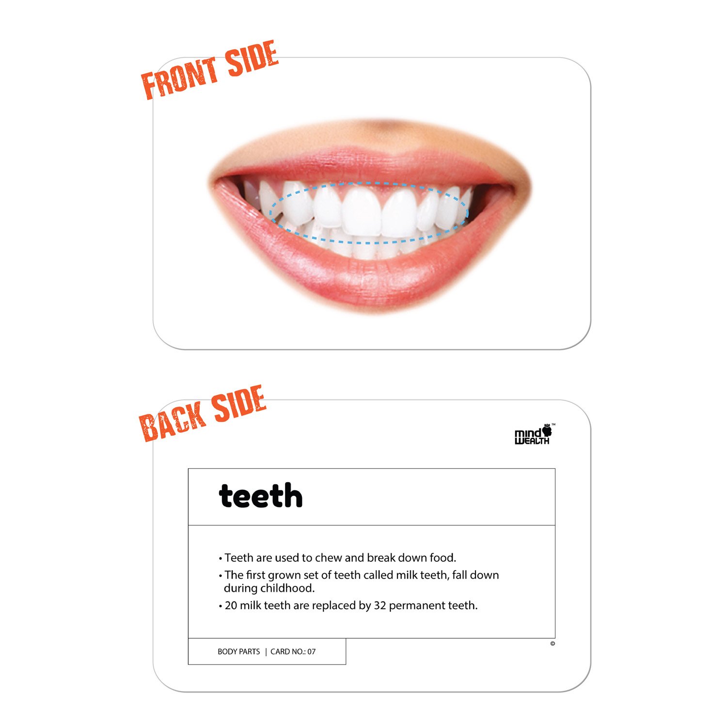 Parts Of The Body - Flash Cards - Krazy - Image 3