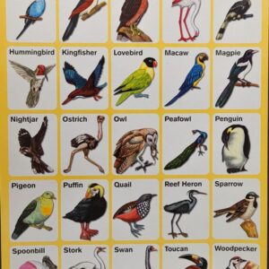 My Preschool Educational Chart Birds