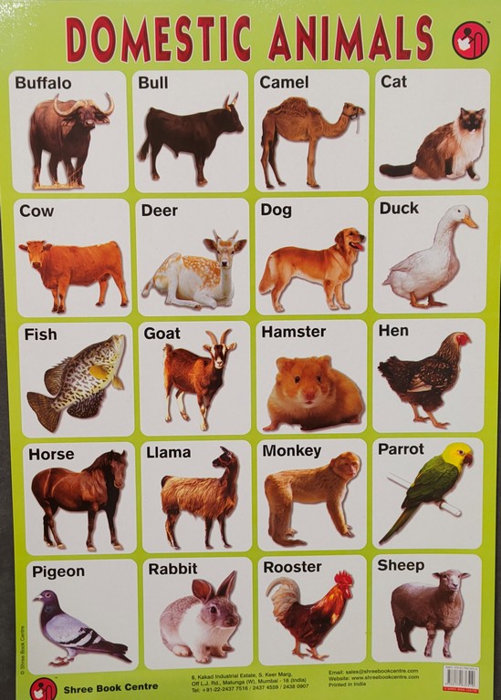 My Preschool Educational Chart Domestic Animals