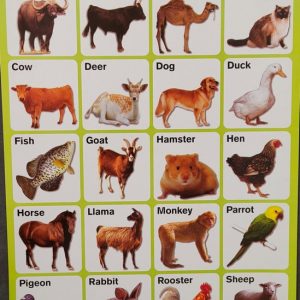 My Preschool Educational Chart Domestic Animals