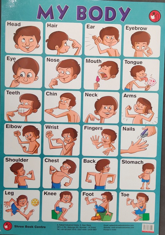 My Preschool Educational Chart My Body
