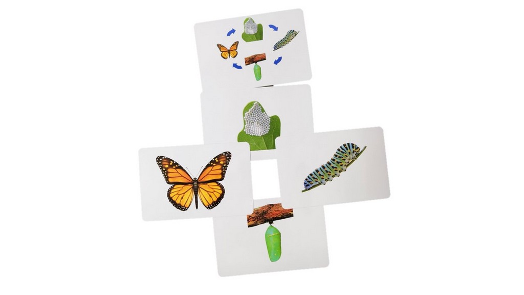 Flash Cards Life Cycle