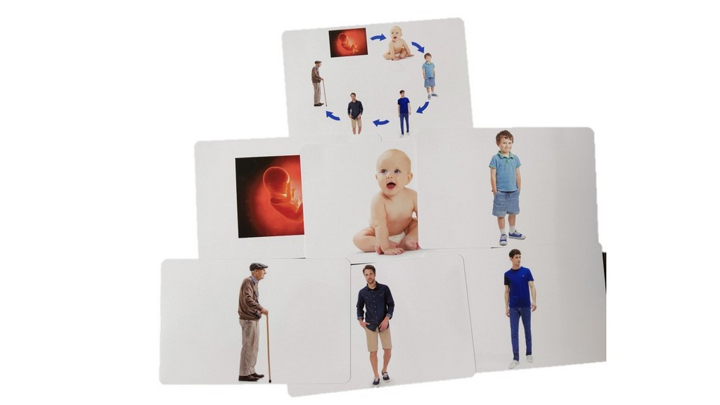 Flash Cards Life Cycle