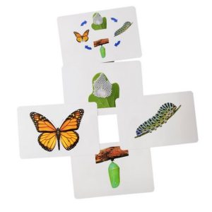 Flash Cards Life Cycle