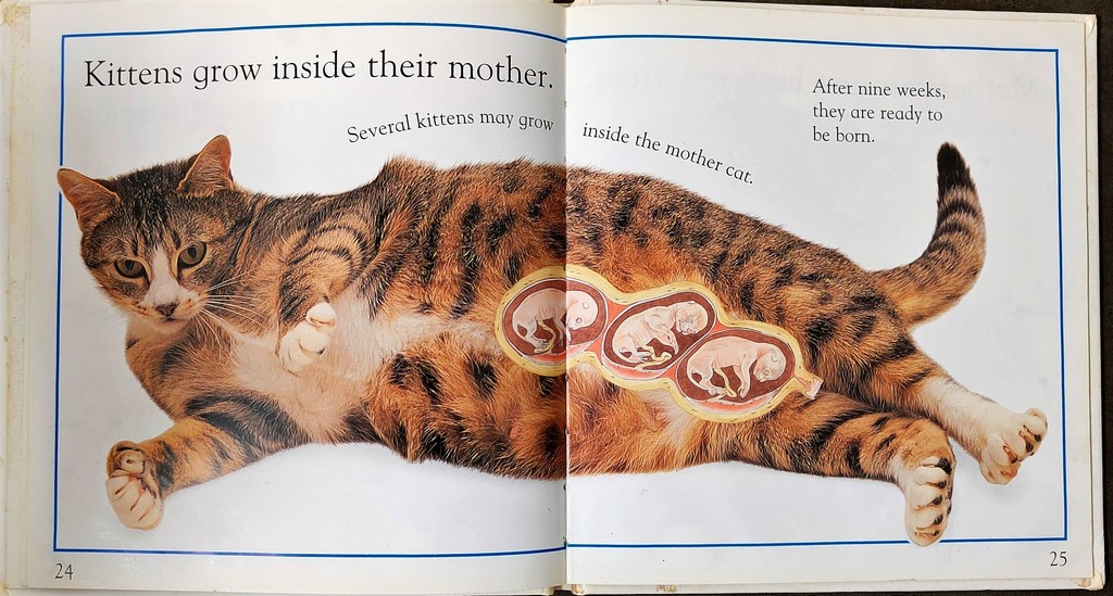 Where do babies come from