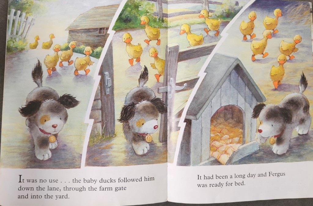 Fergus goes quackers
