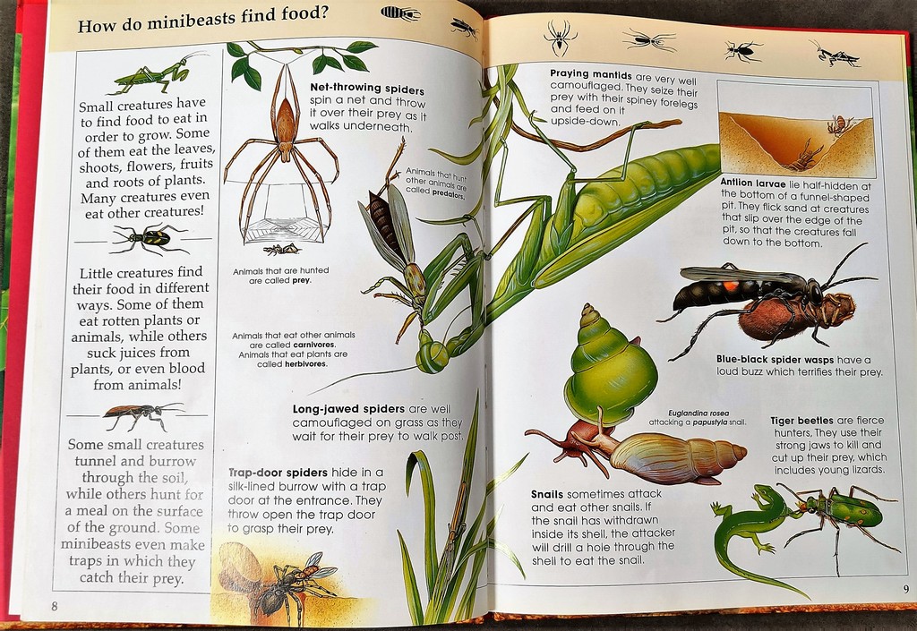 Knowledge Masters Minibeasts
